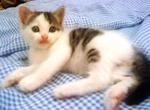 Mickey (Thanx Ewin) - Domestic Short Hair + Domestic Medium Hair Cat