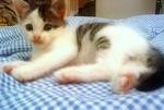 Mickey (Thanx Ewin) - Domestic Short Hair + Domestic Medium Hair Cat