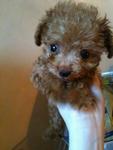 Bei Bei 【teacup Poodle】 - Poodle Dog