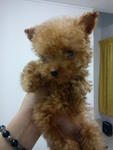 Bei Bei 【teacup Poodle】 - Poodle Dog