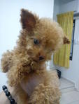 Bei Bei 【teacup Poodle】 - Poodle Dog