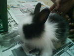 Pure Angora Rabbits - Angora Rabbit Rabbit