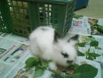 Pure Angora Rabbits - Angora Rabbit Rabbit