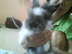 Pure Angora Rabbits - Angora Rabbit Rabbit