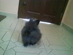 Pure Lionhead Rabbits - Lionhead Rabbit