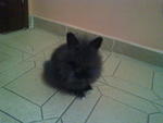 Pure Lionhead Rabbits - Lionhead Rabbit