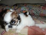 Mini Shih Tzu, With Mka Cert - Shih Tzu Dog