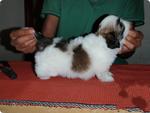 Mini Shih Tzu, With Mka Cert - Shih Tzu Dog