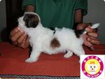 Mini Shih Tzu With Mka Cert - Shih Tzu Dog