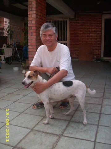 Suen Di - Jack Russell Terrier Mix Dog