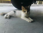 Cik Tom - Domestic Medium Hair Cat