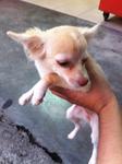 Chihuahua - Chihuahua Dog