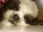 Jo-jo - Shih Tzu Dog