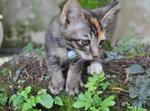 Brandy - Domestic Short Hair + Calico Cat