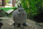 Nd - Netherland Dwarf Rabbit