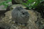 Nd - Netherland Dwarf Rabbit