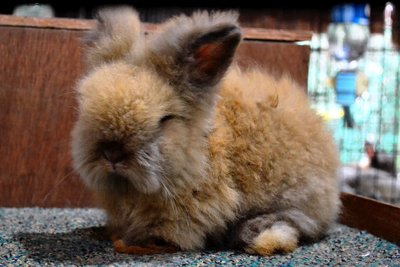 Teddy Bear Kualiti_tort - Angora Rabbit Rabbit