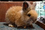 Teddy Bear Kualiti_tort - Angora Rabbit Rabbit