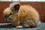 Teddy Bear Kualiti_tort - Angora Rabbit Rabbit