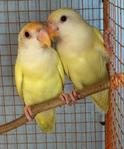 Lovebirds - Lovebird Bird