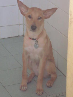 Mango - Mixed Breed Dog