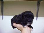 Mini Schnauzer Black Color Mka Cert - Schnauzer Dog