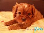 PF21413 - Cavalier King Charles Spaniel Dog