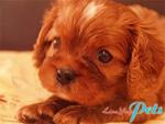 PF21413 - Cavalier King Charles Spaniel Dog