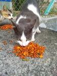 Male Kitten @ Tanjung Bungah - Domestic Short Hair Cat