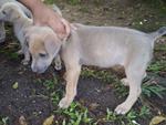 brown + black - female