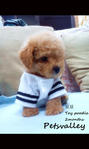 Toy Poodle (Doudou) - Poodle Dog