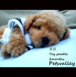 Toy Poodle (Doudou) - Poodle Dog