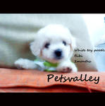 White Toy Poodle For Sale~! - Poodle Dog