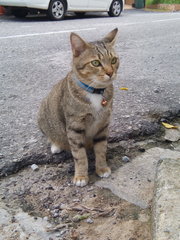 Sir Damian Puddles - Domestic Short Hair Cat