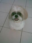 Bebe - Shih Tzu Dog