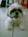 Bebe - Shih Tzu Dog