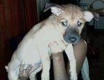 Shirley - 2 Mths+ For Adoption - Mixed Breed Dog