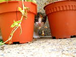 Chestnut - Domestic Medium Hair Cat