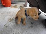 Brownie - Labrador Retriever + Spitz Dog