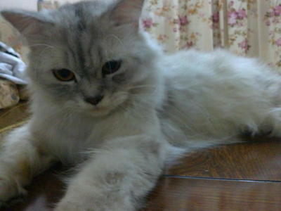 .:: Boy ♥ Gegirl ::. - Persian Cat