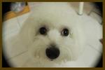 Almond - Maltese Dog