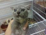 Popi - Scottish Fold + Siamese Cat