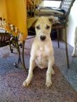 July 31: Figo at his foster home