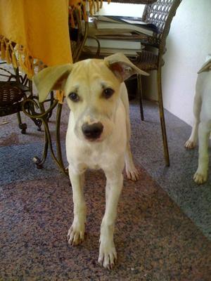 Figo - Mixed Breed Dog