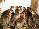 Ayam Mutiara/api-api/guinea Fowl - Guinea Fowl Bird