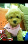 Miko For Sale (Toy Poodle) - Poodle Dog