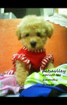 Miko For Sale (Toy Poodle) - Poodle Dog