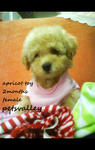 Miko For Sale (Toy Poodle) - Poodle Dog