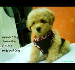 Miko For Sale (Toy Poodle) - Poodle Dog