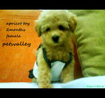 Miko For Sale (Toy Poodle) - Poodle Dog